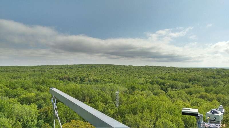 Measuring Sap Flow: A Reliable Method to Determine Tree Hydraulics