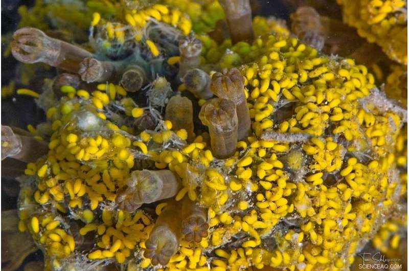 Depth-Related Decline in Coral Reproductive Capacity