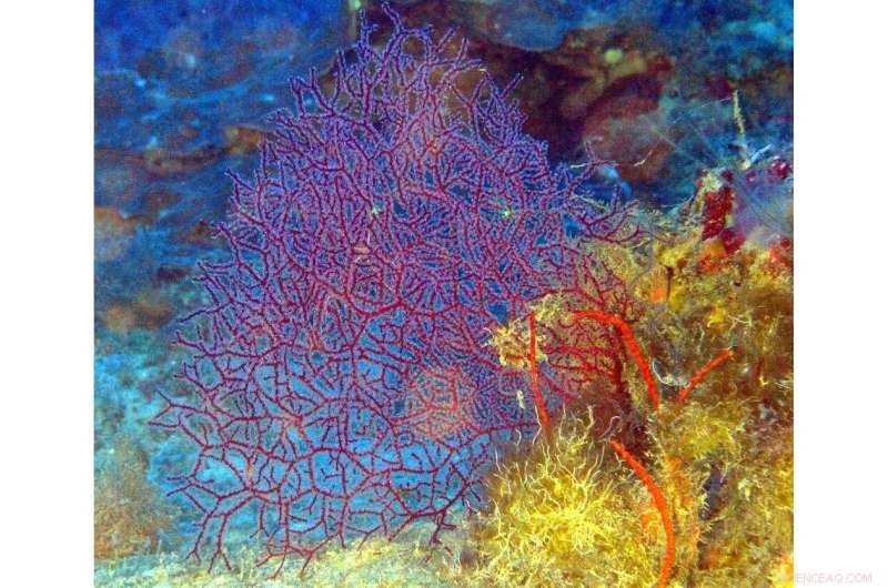 Depth-Related Decline in Coral Reproductive Capacity