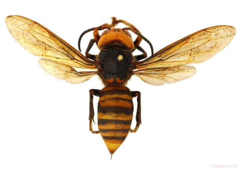 Cicada Killer Wasp: Large Yet Not the Murder Hornet