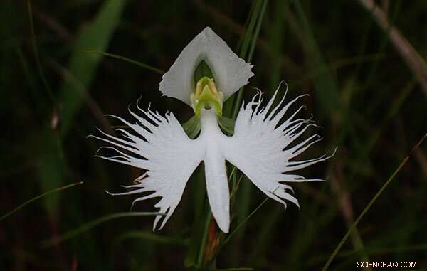 White Egret Orchid’s Frilly Petals Evolved to Attract Hawkmoth Pollinators