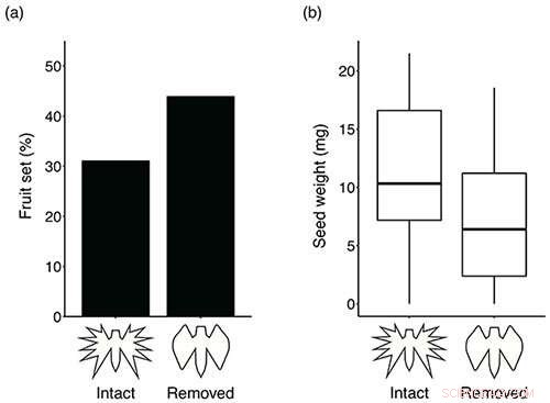 White Egret Orchid’s Frilly Petals Evolved to Attract Hawkmoth Pollinators