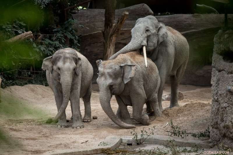 Fatal Herpesvirus Threatens Asian Elephants at Zurich Zoo