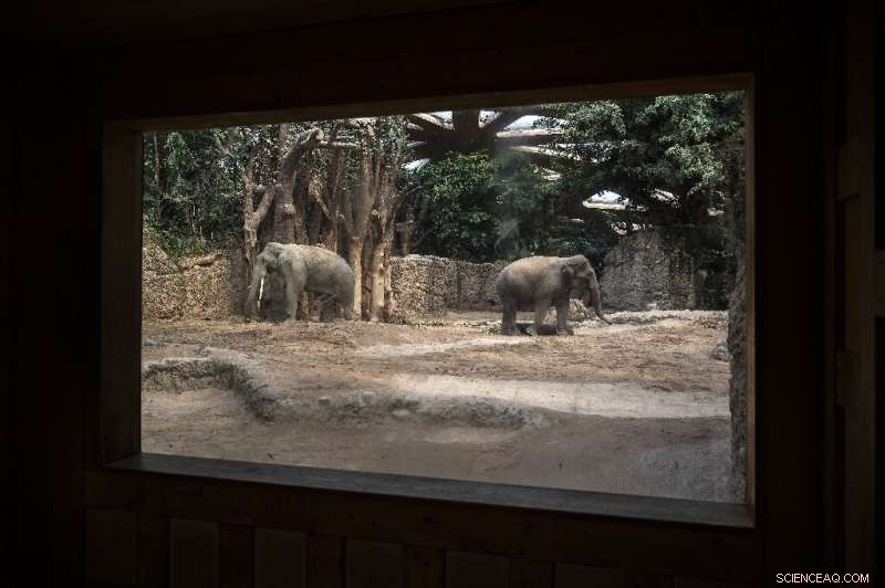 Fatal Herpesvirus Threatens Asian Elephants at Zurich Zoo