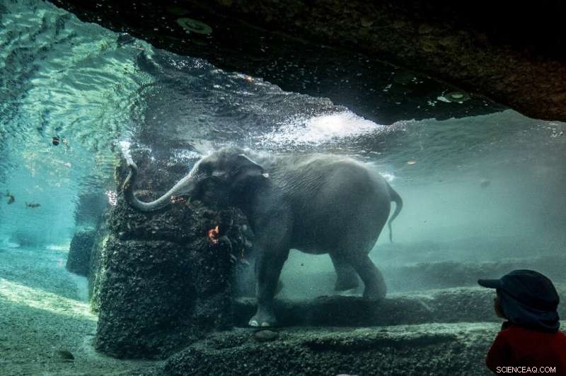 Fatal Herpesvirus Threatens Asian Elephants at Zurich Zoo