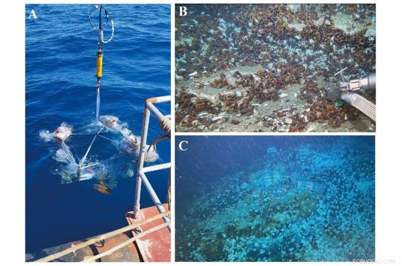 Bacterial Thiosulfate Oxidation: Key Driver of Zero-Valent Sulfur Formation in Deep-Sea Cold Seeps