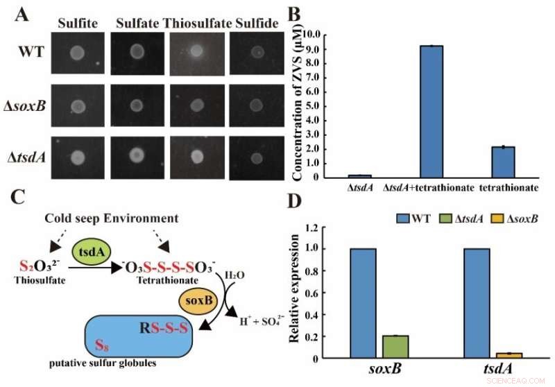 Bacterial Thiosulfate Oxidation: Key Driver of Zero-Valent Sulfur Formation in Deep-Sea Cold Seeps