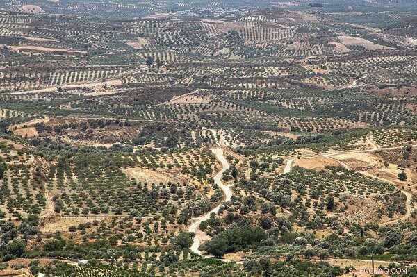 Revitalizing Degraded Southern EU and Mediterranean Soils for Climate‑Neutral Agriculture