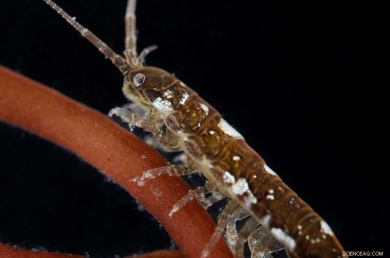 Study Reveals Crustaceans Play Key Role in Fertilizing Seaweeds