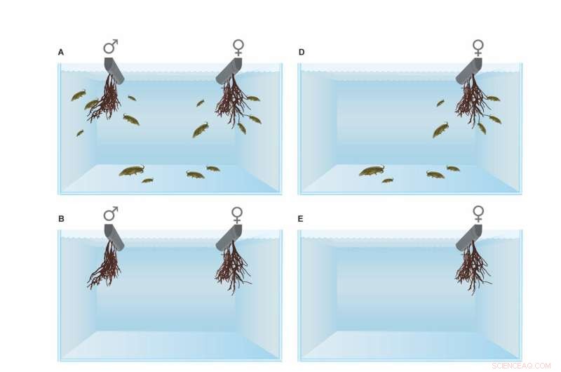 Study Reveals Crustaceans Play Key Role in Fertilizing Seaweeds