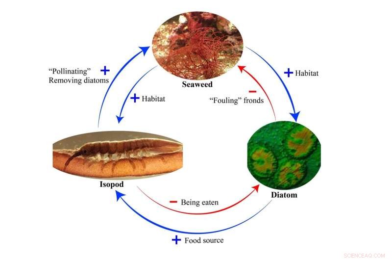 Study Reveals Crustaceans Play Key Role in Fertilizing Seaweeds