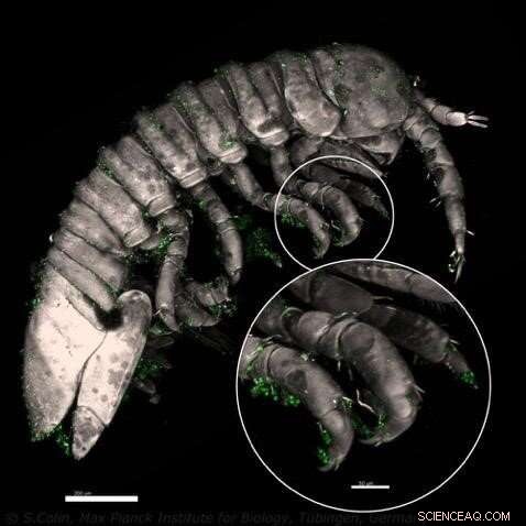 Study Reveals Crustaceans Play Key Role in Fertilizing Seaweeds