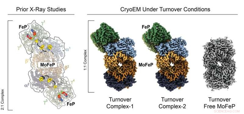First Cryo-EM Images Capture Nitrogenase During Catalysis