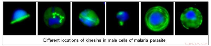 New Study Reveals How Kinesin Motor Proteins Drive Malaria Transmission – A Breakthrough Discovery