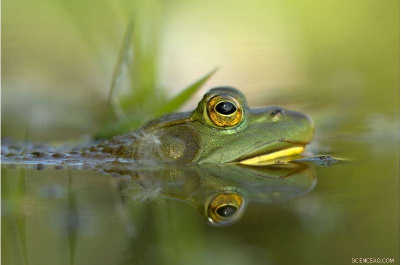 Amphibian & Reptile Invasions Cost Global Economy Over $17 Billion (1986‑2020)