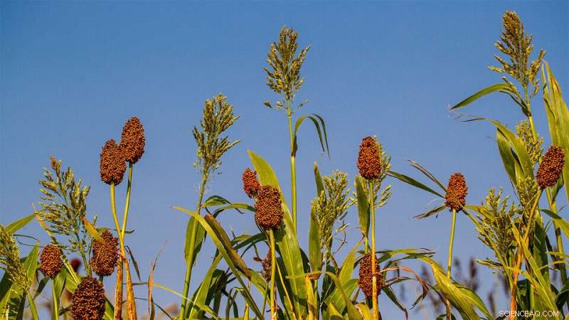 How Delivery Method Affects the Performance of Crop-Boosting Bacteria in Sorghum