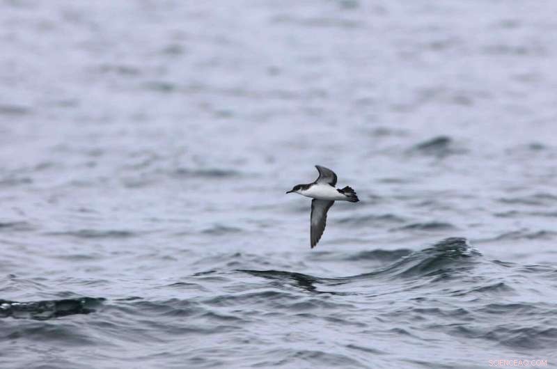 Climate Change Hinders Seabird Feeding, New Study Reveals