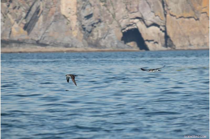 Climate Change Hinders Seabird Feeding, New Study Reveals