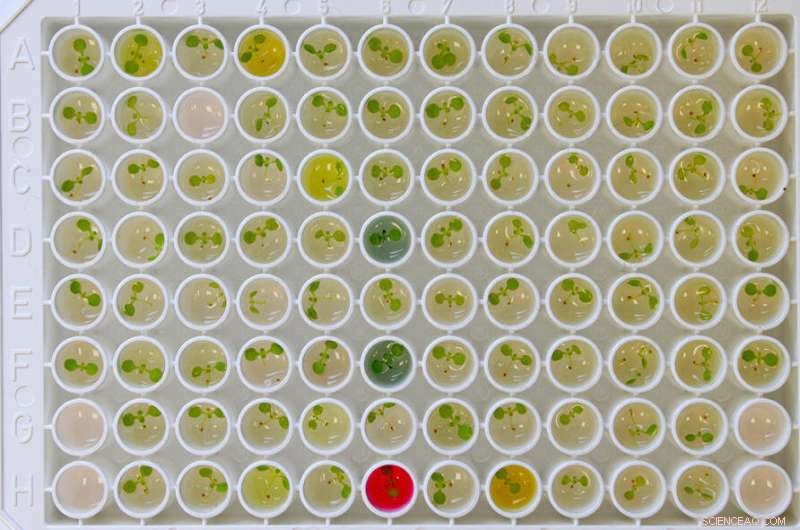 Circadian Rhythms Modulate Plant Drug Responses: Insights from Arabidopsis Studies