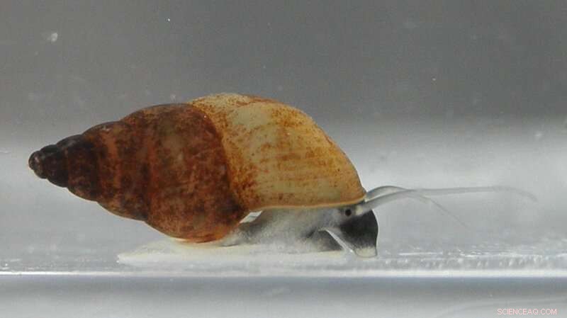 Fast Growth, Rapid Decline: Why Invasive Snails Thrive