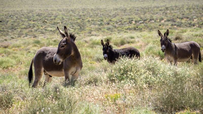 Donkeys and Native Pumas Rebuild Ancient Food Webs in Death Valley