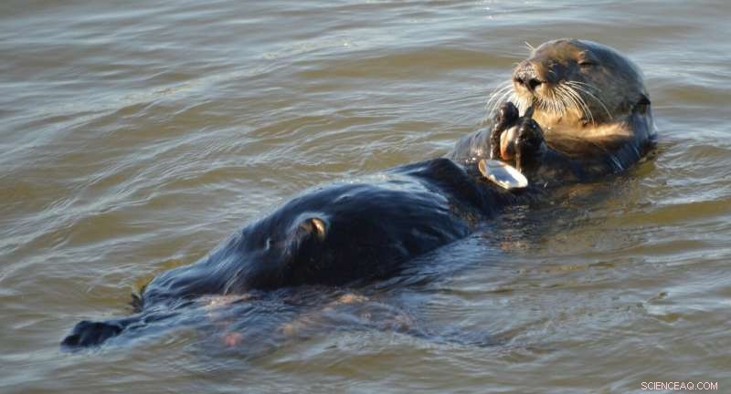 Federal Study Confirms Sea Otters Can Be Relocated to Northern California and Oregon Coasts