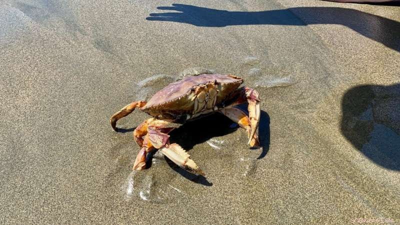 West Coast s 12 Vulnerable Marine Species Face Threats: No Safe Haven in the California Current
