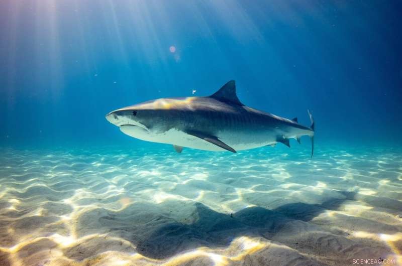 New Study Reveals Tiger Sharks Return to Nurseries, Offering Hope for Conservation
