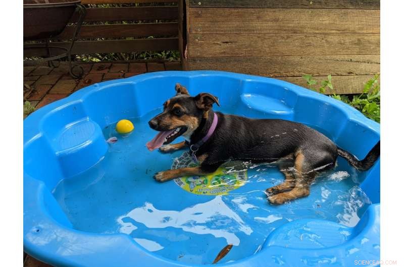 Beat the Heat: Fun Indoor Activities for Bored Dogs