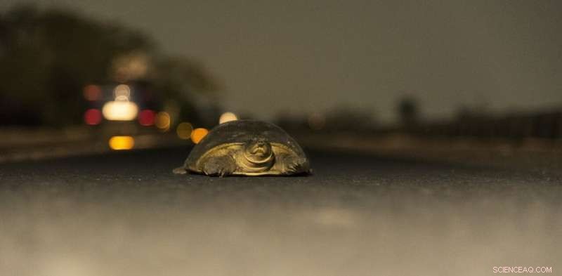 Nighttime Light Pollution Alters Animal Behavior Across Species