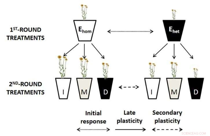 Early Exposure to Variable Water Availability Enhances Plant Resilience