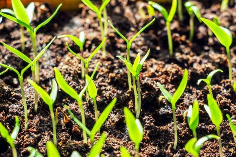 Australia’s Soil Crisis: Immediate Restoration Needed to Protect Ecosystems