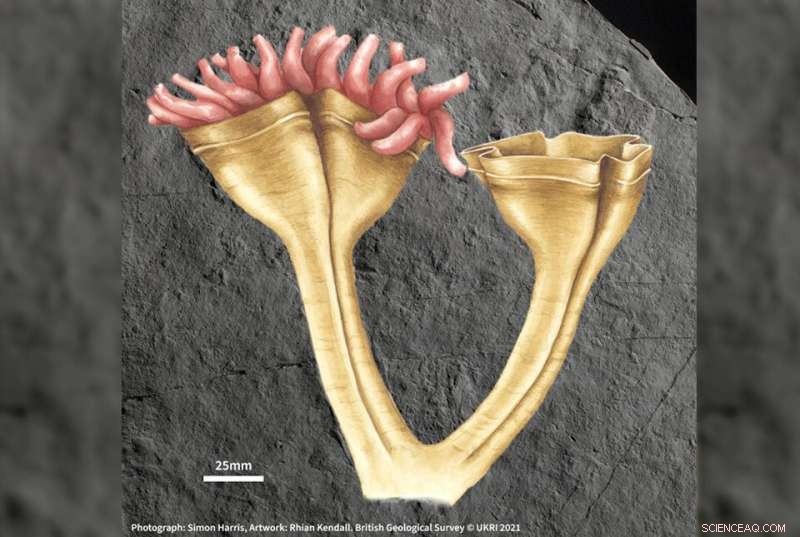 Discovery of 560‑Million‑Year‑Old Fossil Marks Earliest Known Animal Predator