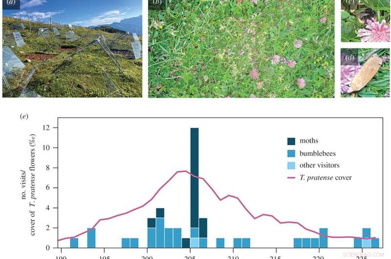 Moths Proven Key Pollinators of Clover in Swiss Alps Study