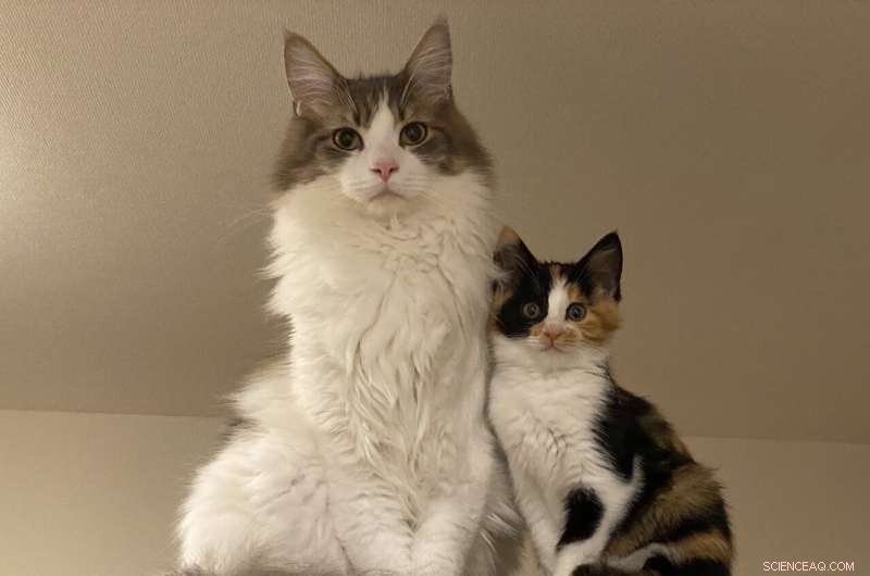 Unraveling Why Domestic Cats Thrive in Group Settings