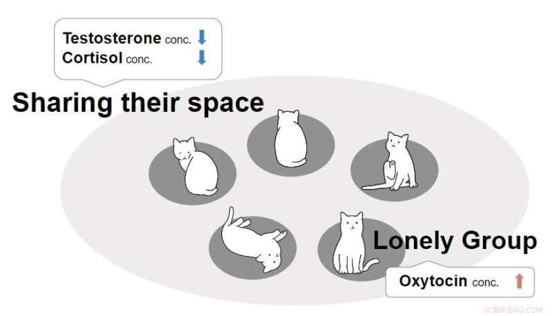 Unraveling Why Domestic Cats Thrive in Group Settings