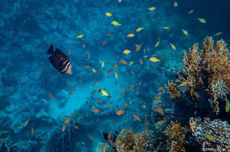 Surface-Biting Drives Evolutionary Diversity in Reef Fish