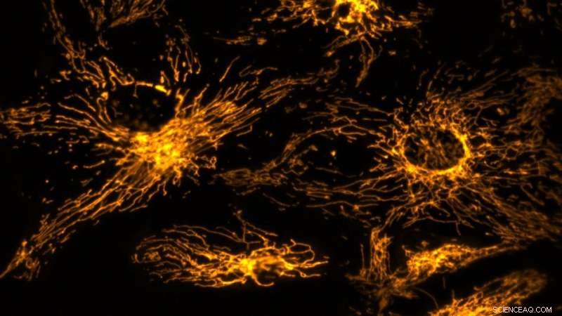 New Research Illuminates Free Radical Control of Cell Division, Unveiling a Promising Cancer Target