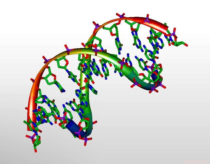 Understanding DNA Hybridization Speed: Insights from UNSW & EMBL Australia