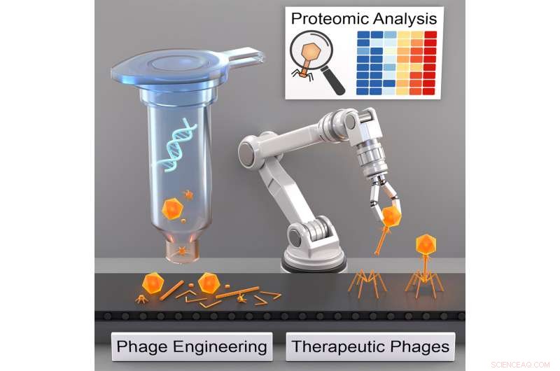 Bacteriophages Offer a Targeted Solution to Antibiotic-Resistant Bacteria