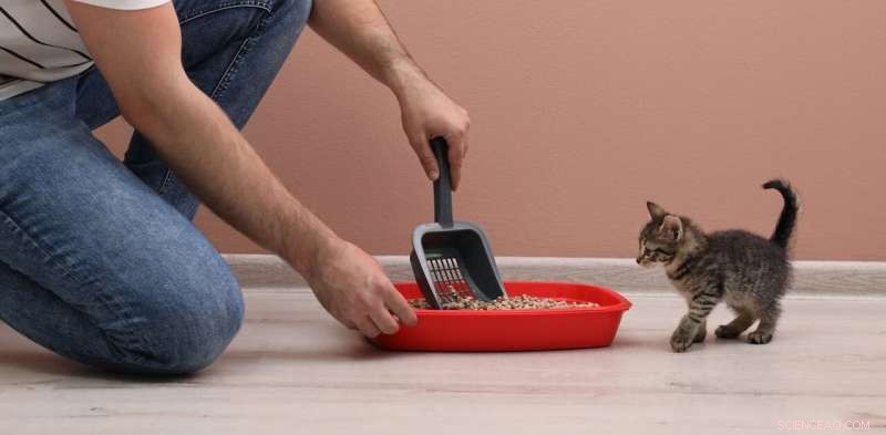 Why Your Cat Scatters Litter – 4 Expert Tips to Stop the Mess
