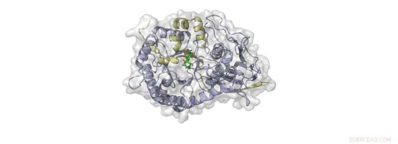 Novel Sugar‑Like Molecule Blocks Tumor Spread, Preserving Tissue Integrity