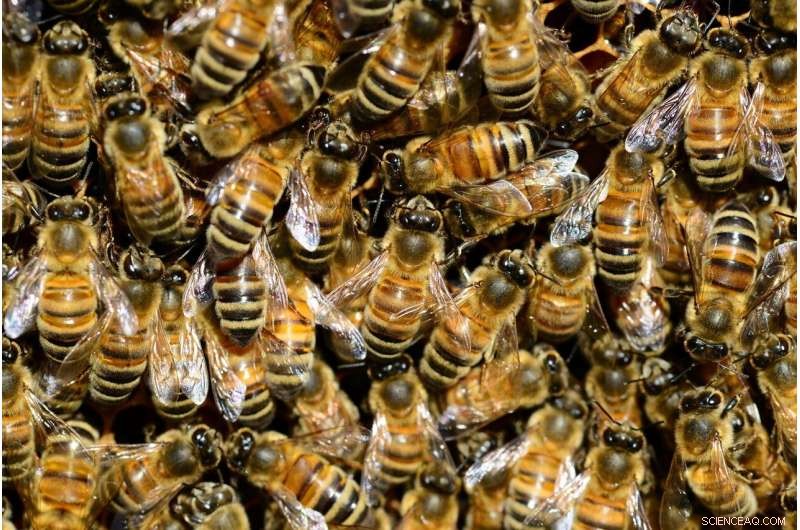 Bee Population Decline: Natural Trend or Warning to Global Food Security?