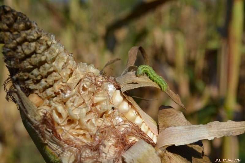 Bangladesh Launches Local BCA Hubs to Combat Fall Armyworm