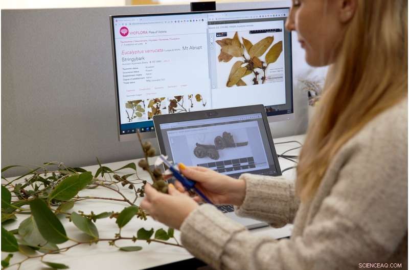 Victoria’s Royal Botanic Gardens Revives VicFlora: A Powerful New Tool for Plant Identification