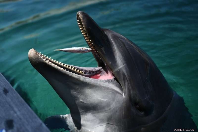 Fukui Beach Alert: Dolphin Bites Prompt Safety Warning for Swimmers