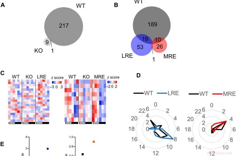 How the Core Circadian Clock Orchestrates Most Metabolic Rhythms