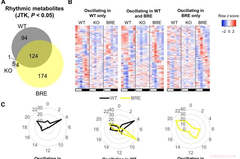 How the Core Circadian Clock Orchestrates Most Metabolic Rhythms