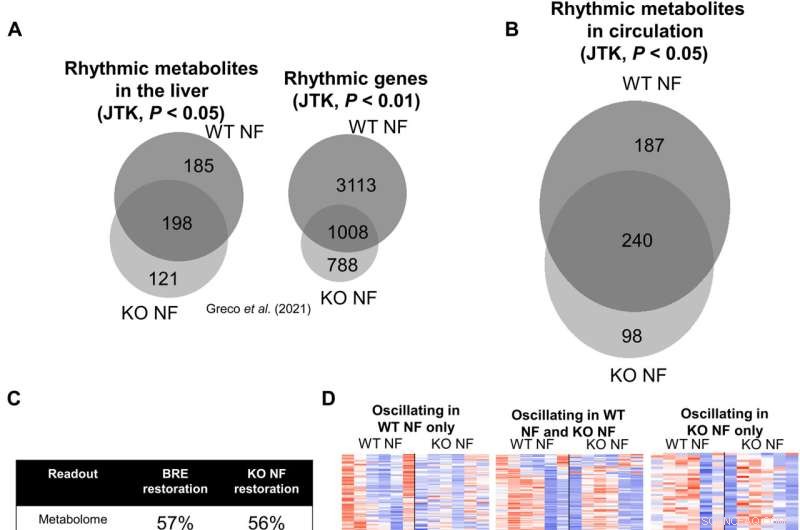 How the Core Circadian Clock Orchestrates Most Metabolic Rhythms