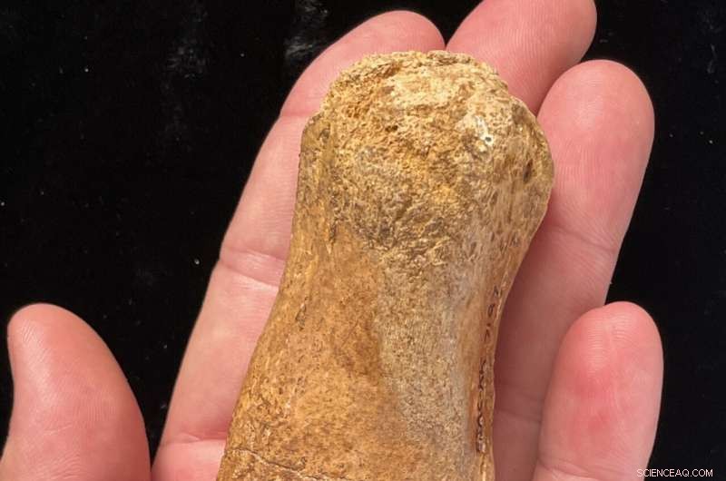 Sahara Plesiosaur Fossils Reveal Freshwater Habitats, Challenging Marine-Only Assumptions